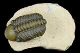 Detailed Reedops Trilobite - Atchana, Morocco #181268-2